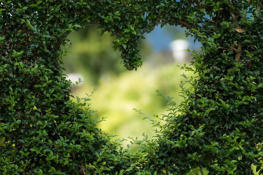Green Bush in the Shape of a Heart