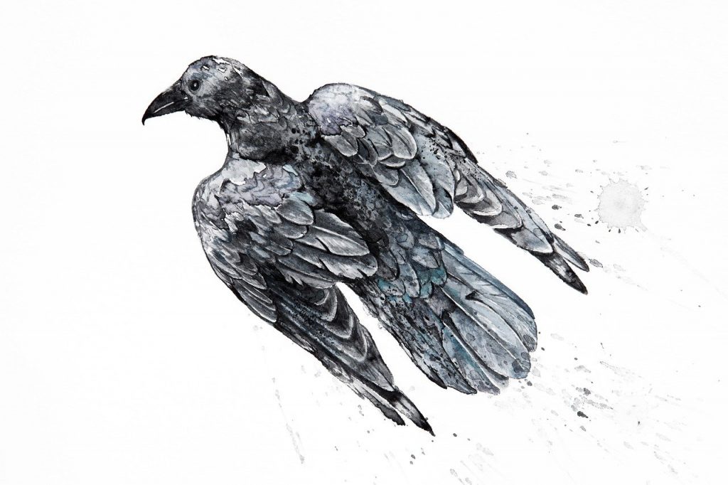 Inkntober Crow Watercolour Drawing